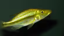 dimidiochromis compressiceps chizumulu