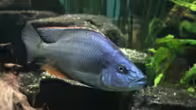 Dimidiochromis compressiceps