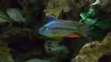 Dimidiochromis strigatus Bock