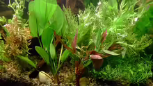 Echinodorus ?, Hygrophilia difformis, Cabomba caroliniana und Glossostigma elatinoides