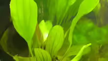 Echinodorus horemanii Rot