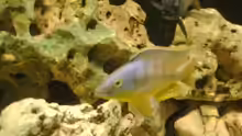 Eclectochromis ´mbenjii´ Thick Lip