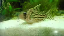 Ein Corydoras Schwartzi