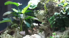 Ein Teil meines Aquariums