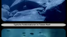 Eindrücke aus dem Taiwan Reef...:-)