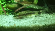 Einer der Otocinclus hoppei