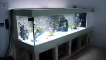Eines der ersten Bilder - die Pumpen links im Bild sind vom alten Aquarium und sind