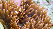 Entacmaea quadricolor mit Amphiprion Ocellaris