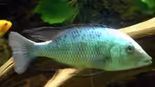 Fossorochromis rostratus
