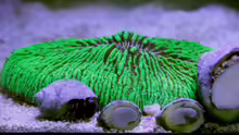 Fungia (neongrün) = Fungia green sp
