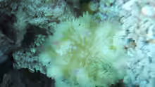 Gelbe Anemone (Heteractis crispa oder Heteractis magnifica??)