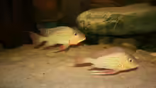 Geophagus altifrons Rio Tocantis