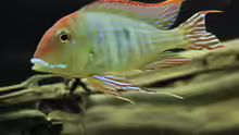 geophagus Red Head