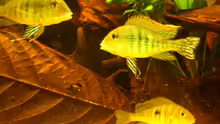 Geophagus spec. ´tapajos red head´