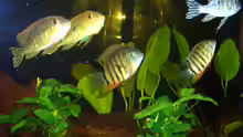 Geophagus und Heros