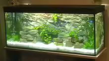 Gesamtbild Aquarium Solo