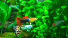 Guppy rot und Guppy leopard