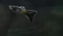 Guppy