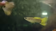 Guppy