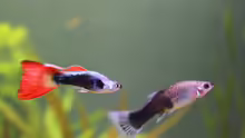 Guppys