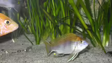 Guten Tag ich bin der Neue. (Gephyrochromis moori)