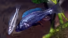 Haplochromis thereuterion Pärchen/ Männchen beim Balzen