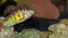 Haplochromis thick skin