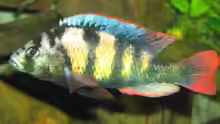 Haplochromis thik skin like, CH44