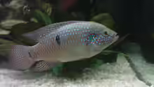 Hemichromis bimaculatus (Ostafrika)_2x