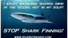 http://www.stopsharkfinning.net/