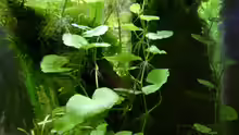 Hydrocotyle leucocephala - Brasilianischer Wassernabel