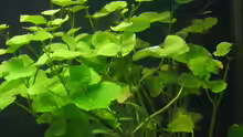 Hydrocotyle leucocephala