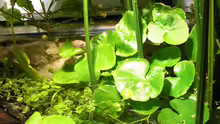 Hydrocotyle leucocephala