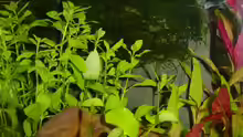 Hygrophila polysperma