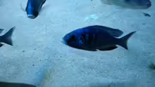 ist auch ein besonderer Placidochromis phenochilus,real Mdoka habe ich noch in keinem