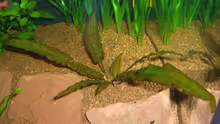 Jahnels Wasserkelch (Crytocoryne Wendtii var. jahnelii)