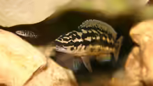 Julidochromis maleri Männchen mit Jungfisch