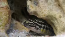 Julidochromis maleri
