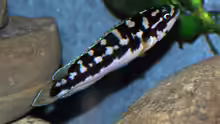 Julidochromis marlieri ´Katoto´ (?)