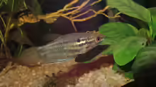 Knurrender Gurami (Trichopsis vittata)