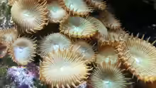 Krustenanemonen