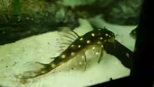 L 201 (hypancistrus contradens