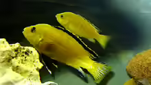 Labidochromis caerlues Yellow Paar