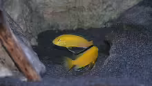 Labidochromis caeruleus Weibchen beim ´rumzicken´
