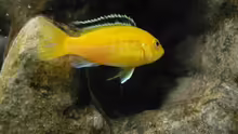 Labidochromis caeruleus yellow