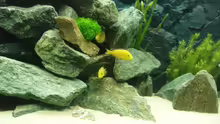 Labidochromis caeruleus (Yellow)