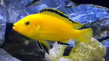 Labidochromis caeruleus (Yellow)