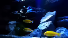 Labidochromis caeruleus yellow