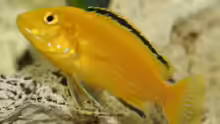 Labidochromis caeruleus