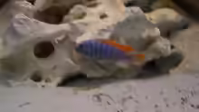 labidochromis hongi Männchen